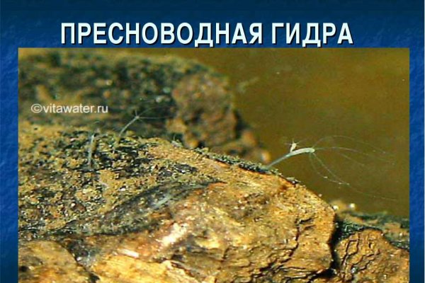Какая ссылка у кракена
